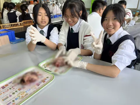 “豬心解剖”實驗課 - 4