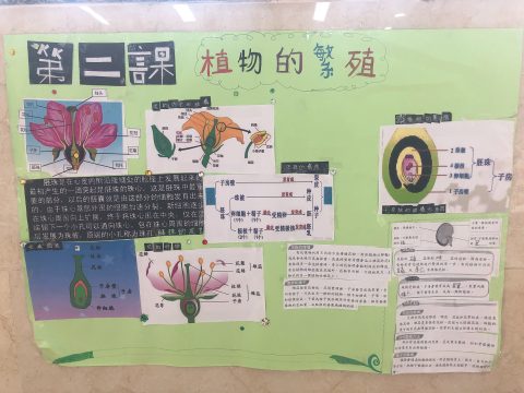 常識科專題研習海報設計活動 - 6