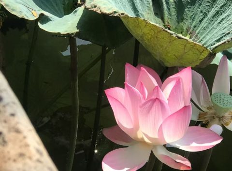 圖書館攝影比賽「文鏡相映」(中學) - 1