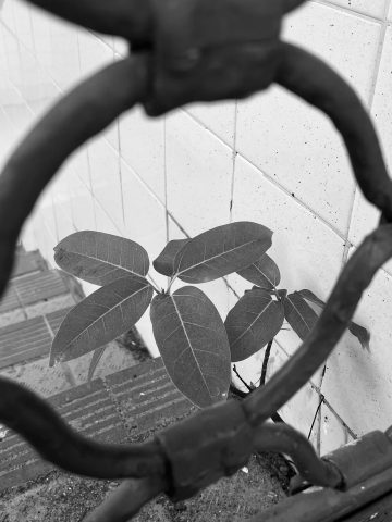 圖書館攝影比賽「文鏡相映」(中學) - 2