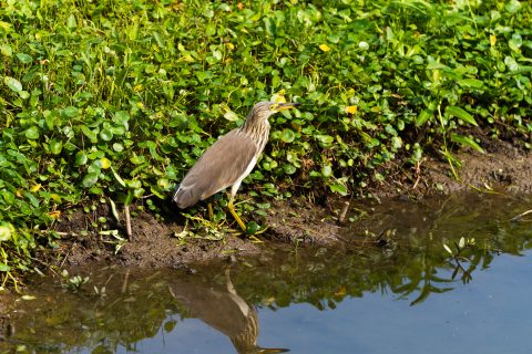 龍環葡韻濕地參觀活動-中學 - 5