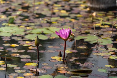 龍環葡韻濕地參觀活動-中學 - 19