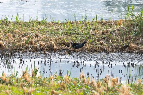 龍環葡韻濕地參觀活動-中學 - 20