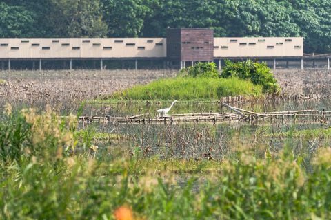 龍環葡韻濕地參觀活動-中學 - 24