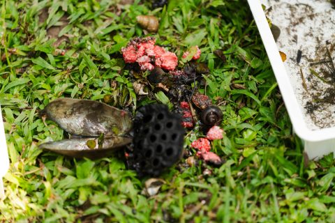 龍環葡韻濕地參觀活動-中學 - 25